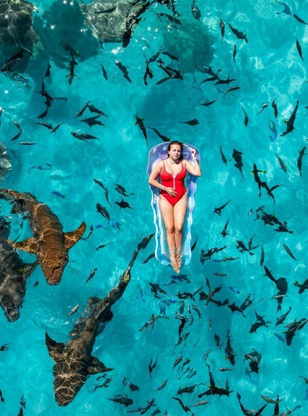 Maldives shark encounter experience with reef sharks in clear blue ocean water